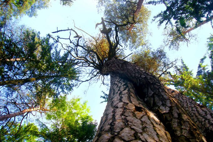 Bild: Verliebte Bäume, Belavezskaja Puschtscha