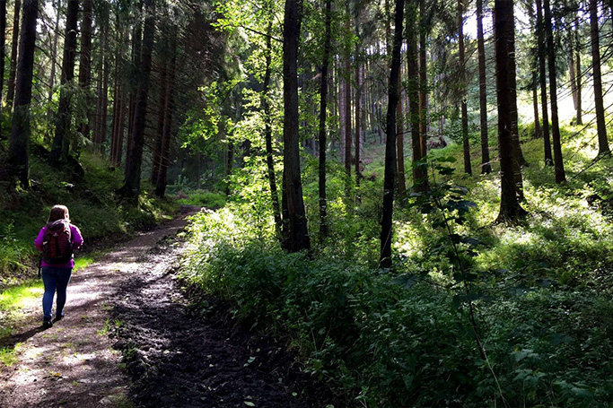 Bild: Wanderung durch den Wald im Harz