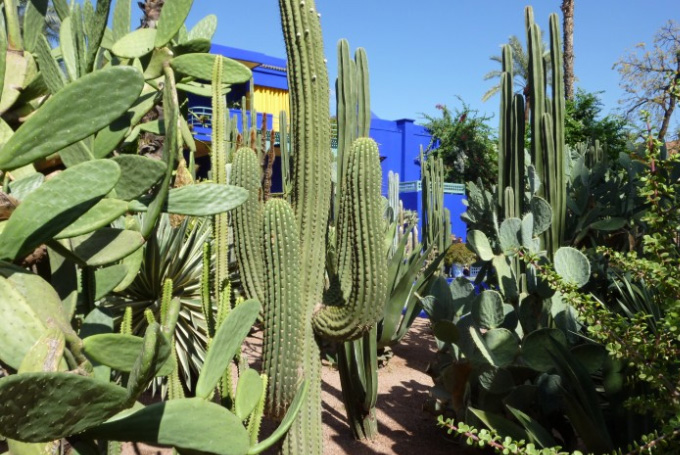 Bild: Majorelle-Garten in Marrakech