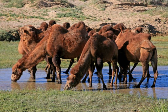 Bild: Kamele, Mongolei