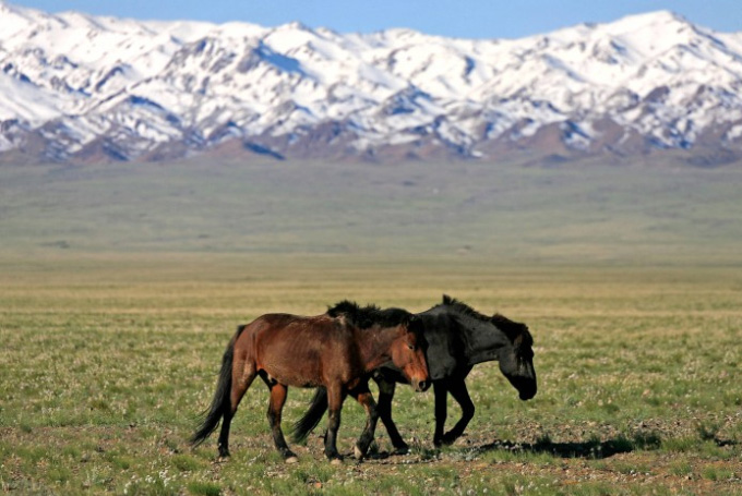 Bild: Zwei Pferde, Mongolei