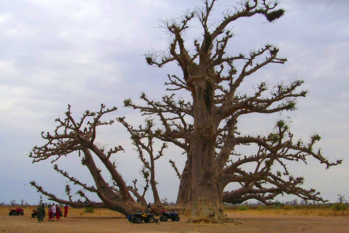 Bild: Baobab-Bäume, Senegal