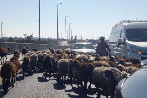 Schafherde überquert eine Straße bei Luxor in Ägypten