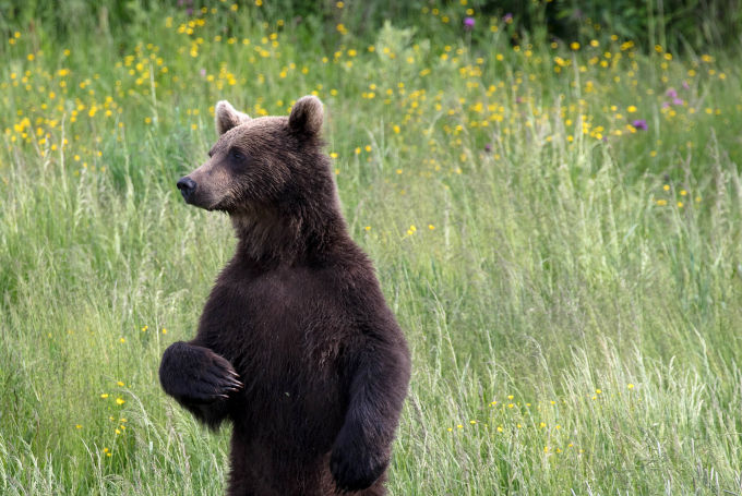 Bild: Freilebender Bär in Rumänien