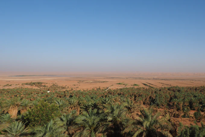 Palmenhain der Oase Timimoun in der algerischen Sahara mit dichten Dattelpalmen und Wüstenlandschaft.