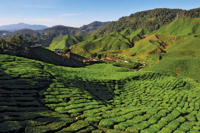 Grüne Teeplantagen in den Cameron Highlands in Malaysia.