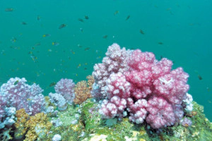 Leuchtend rosafarbene Koralle am Riff vor Payar Island in Malaysia.