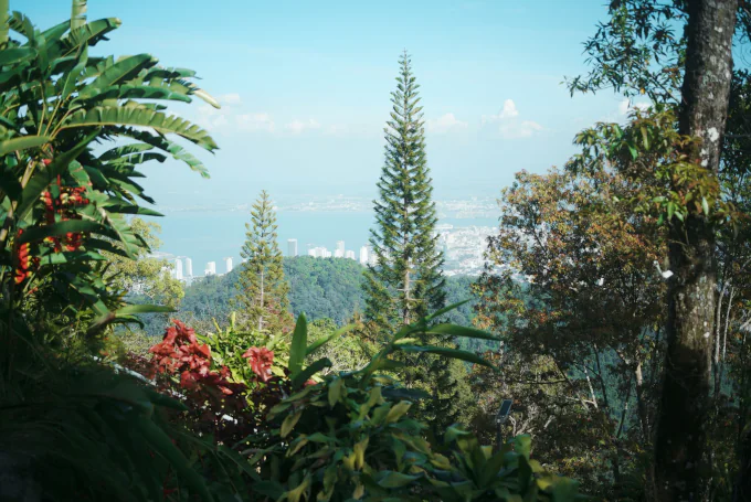 Blick vom Penang Hill auf den dichten Regenwald der Insel Penang in Malaysia.