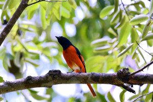 Zwergmennigvogel in Malaysia.