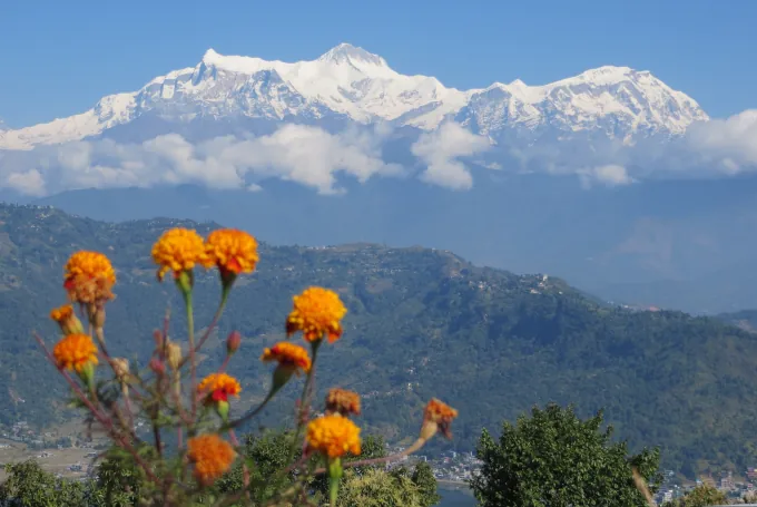 Annapurna-Bergkette in Nepal mit orangefarbenen Studentenblumen im Vordergrund, Blick auf die Himalaya-Gipfel während einer Trekkingtour