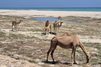 Dromedare an den weißen Sandstränden von Salalah im Oman.